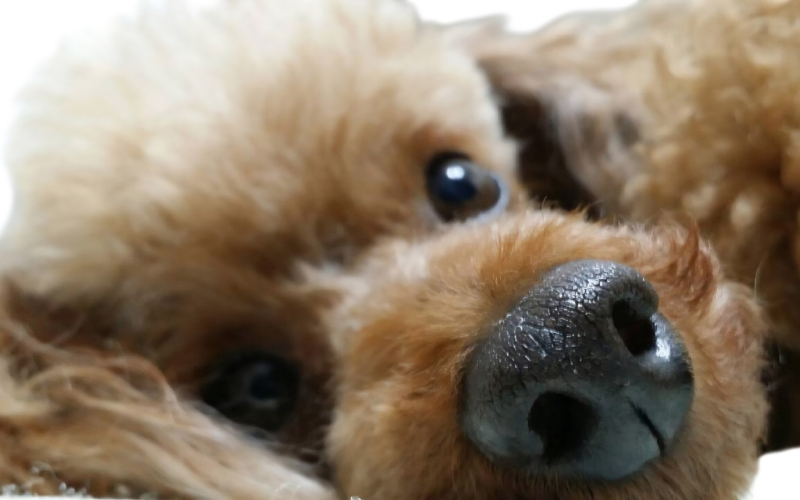 inu